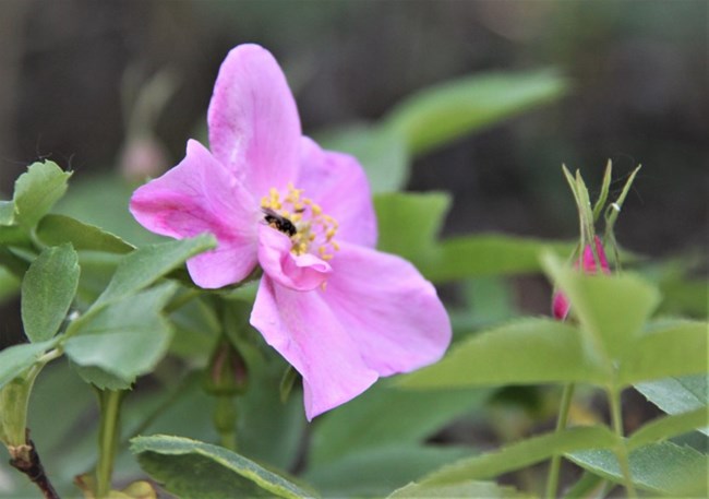 Prickly Rose