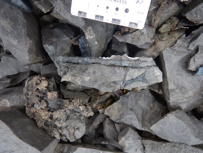 reptile fossil in rock