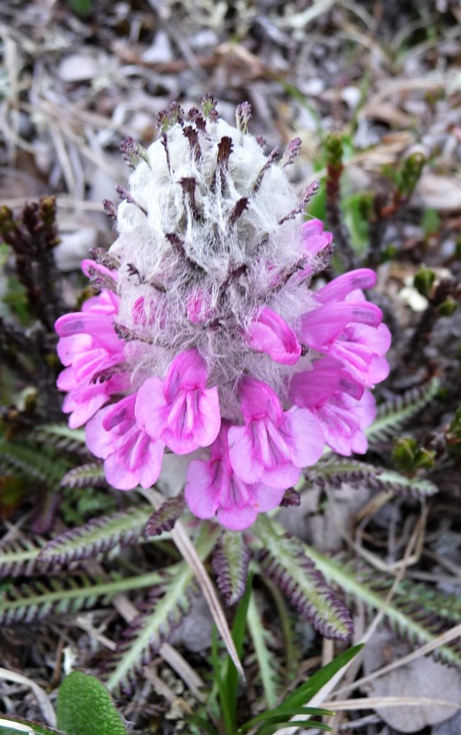 Wooly Lousewort