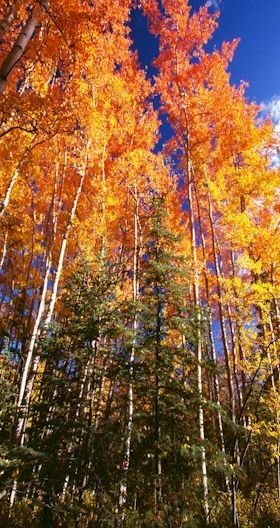 Quaking Aspen photo by G. Herben