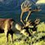 caribou caribou
