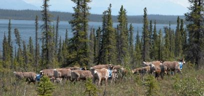 Caribou with radio collars
