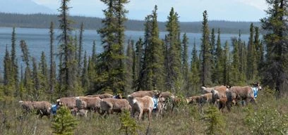 Caribou with radio collars
