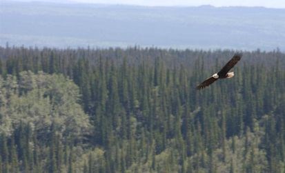 Bald Eagles nest along the Copper River