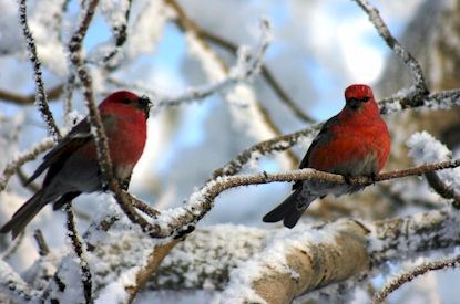 Pine grosbeaks add color to winter days