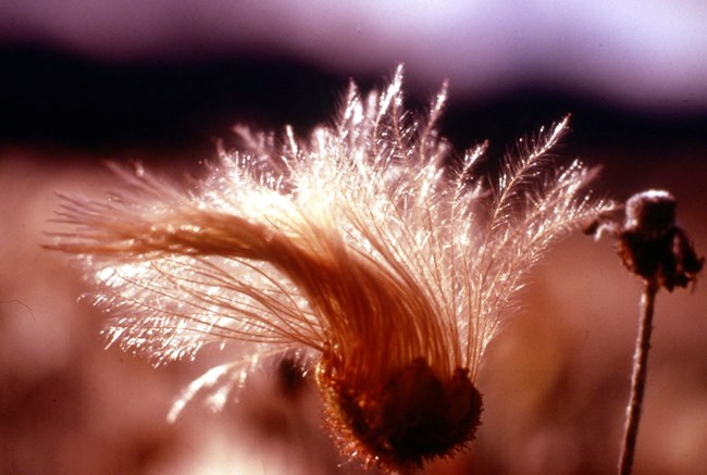 Yellow Dryas Backlit seedhead against an orange and purple background
