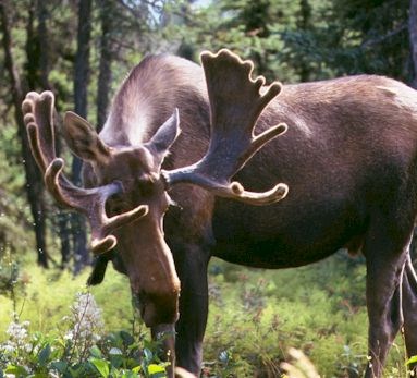 Bull Moose photo by G. Herben