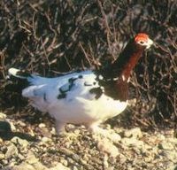 Willow Ptarmigan is the Alaska State Bird