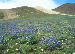 alpine tundra