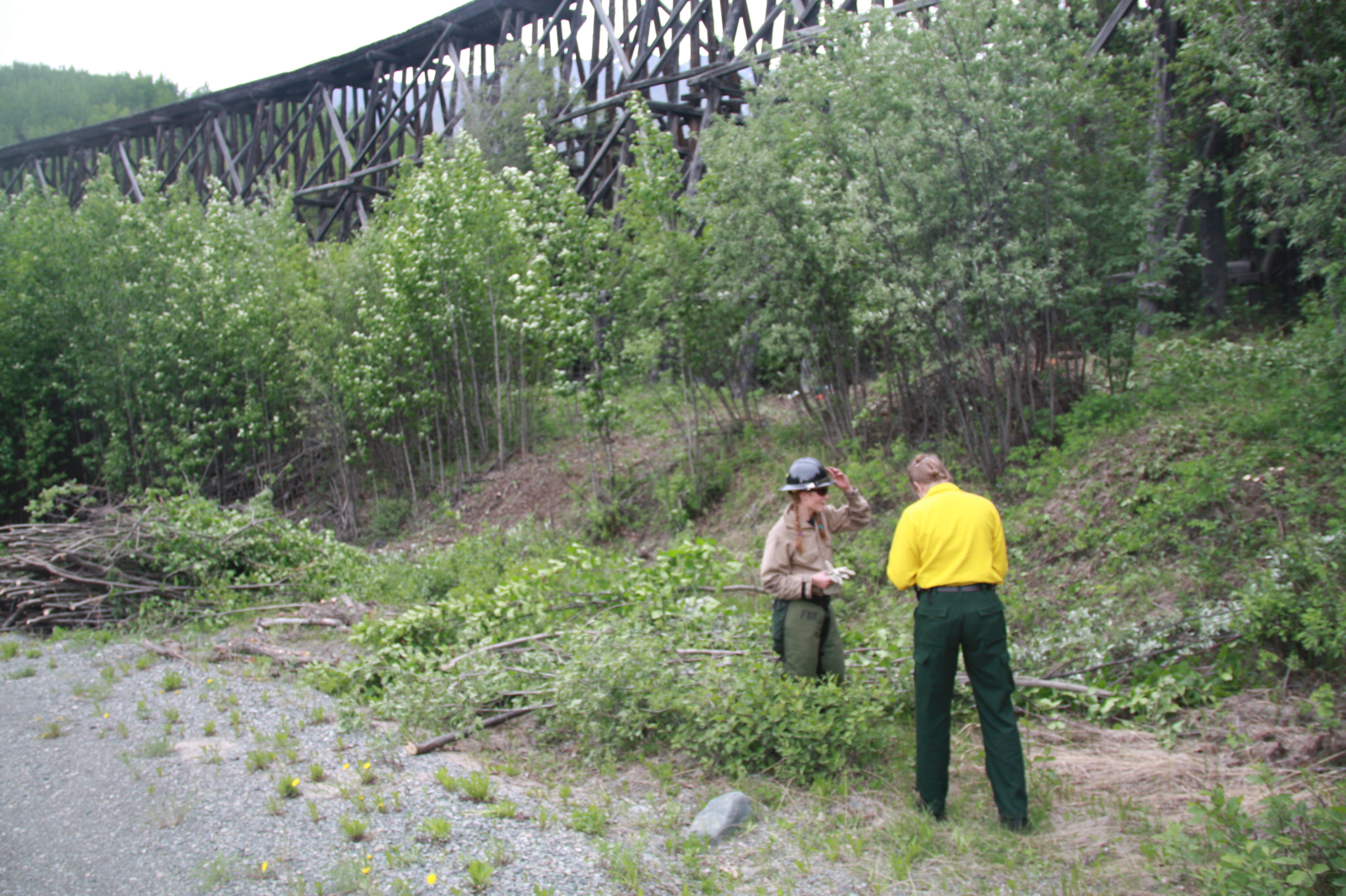 cutting overgrown vegetation around the Gilahina Trestle