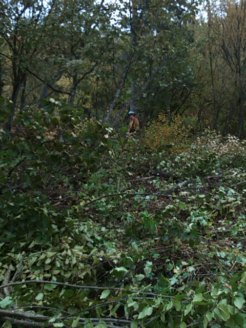 NPS wildland fire staff begin thinning / limbing a 50ft perimeter aound two tracts of private land.