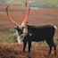 Alaska Wildlife Notebook Series