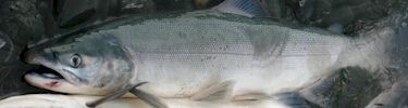 Sockeye Salmon are highly prized