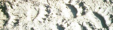 Grizzly Tracks