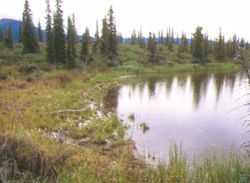 wetlands