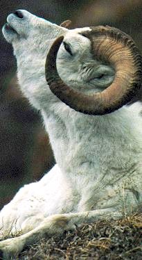 Dall Sheep Ram