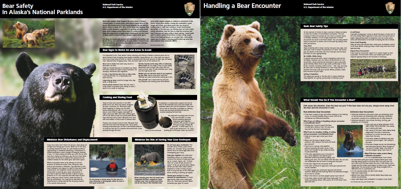 Black bear guide: how to identify, where to find them and what to do if you  encounter one - Discover Wildlife