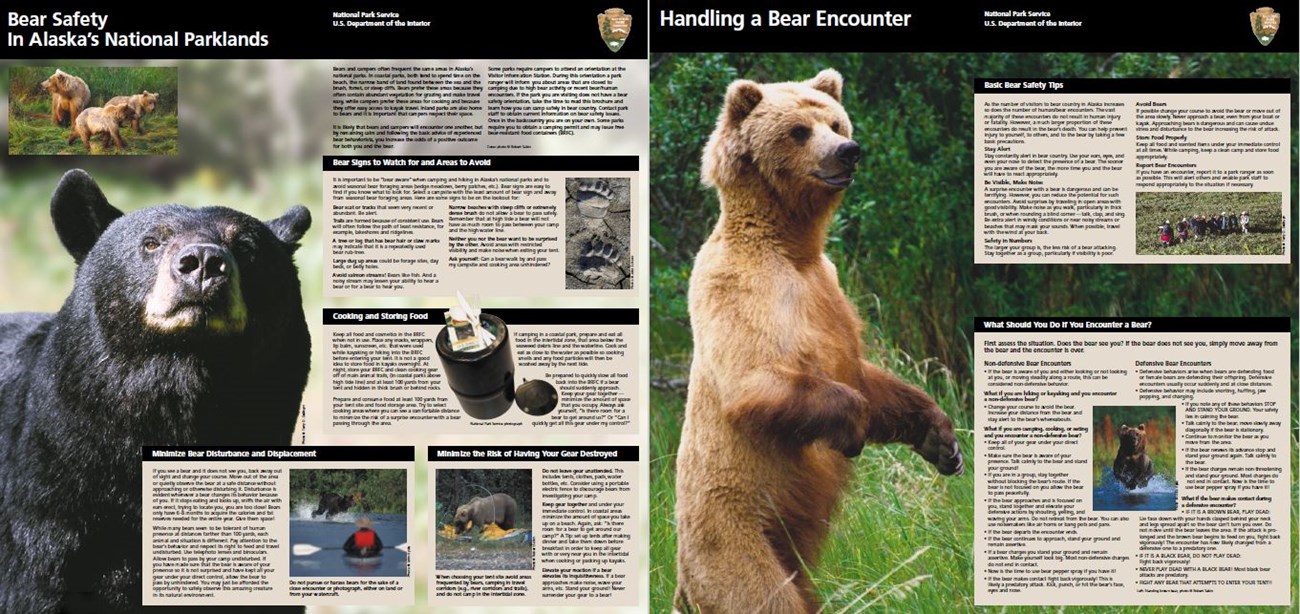 Bear safety brochure