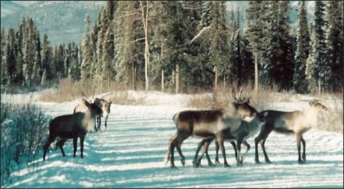 Caribou on Nabesna Rd