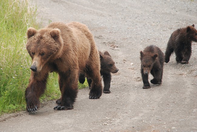 Brown Bear Sow and Cubs