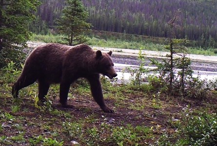 Grizzly on Nugget Creek Grizzly on Nugget Creek
