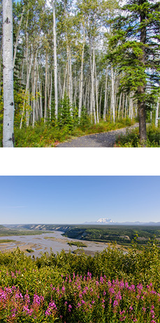 One image with view fireweed in the foreground and the Copper River and Mt. Drum in background. One image of Boreal Forest in fall with paved path.