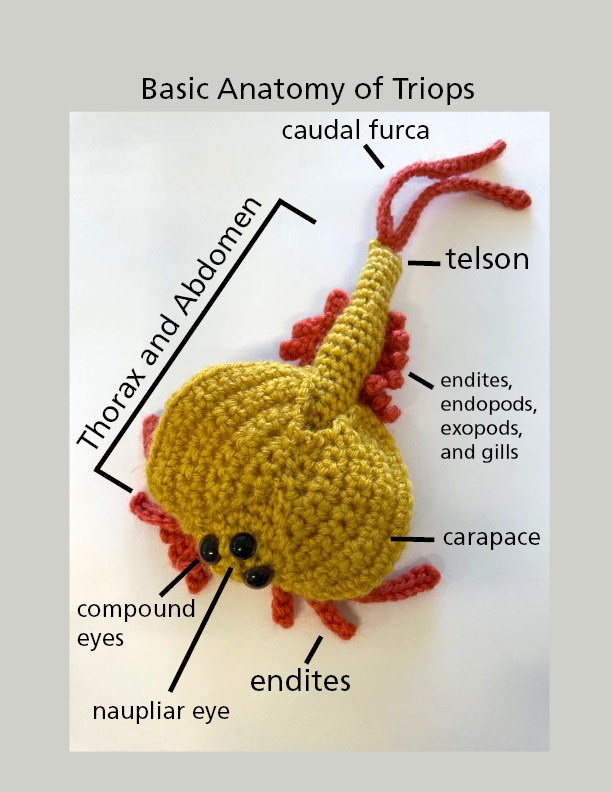 A yellow and orange yarn crocheted and stuffed model of a freshwater crustacean called a Triops. Text labeling body parts reads caudal furca, thorax and abdomen, telson, compound eyes, naupliar eyes, endites, endopods, exopods, carapace, and gills.