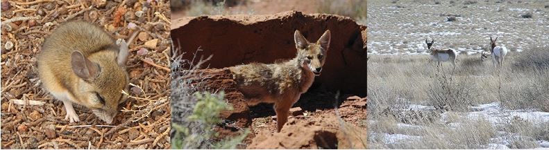 Western Harvest Mouse, Coyote, pronghorn