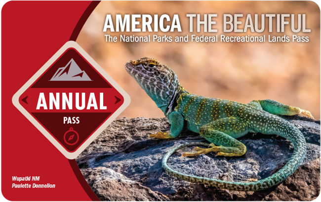 The front image of the 2024 America the Beautiful Annual Pass with a red color scheme and the photo of a green and yellow striped lizard sitting on a rock.