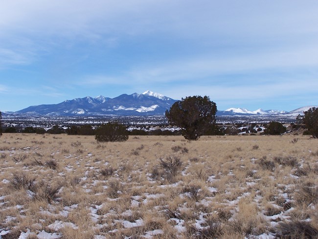 A large Juniper tree in the middle of a yellow grassy field with mountains in the background.