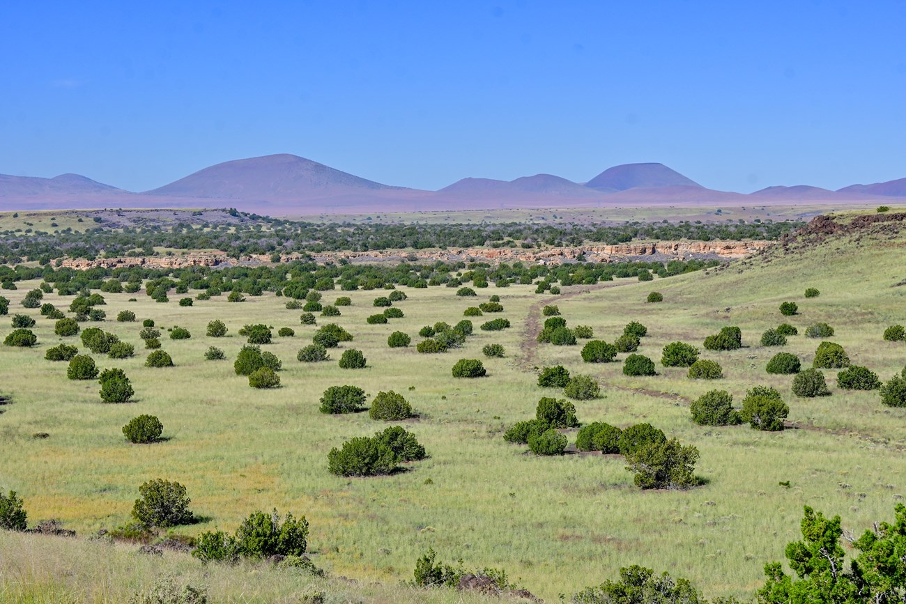 A desert grassland with mountains in the background