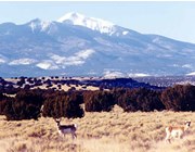 Photo of pronghorn, with San Francisco Peaks in background Photo of pronghorn, with San Francisco Peaks in background