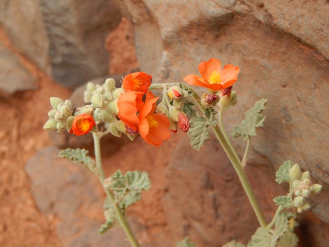 Blooming Globemallow plant next to a stone wall.