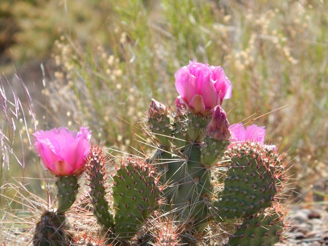 Small Prickly Pear Cactus with pink flowers.