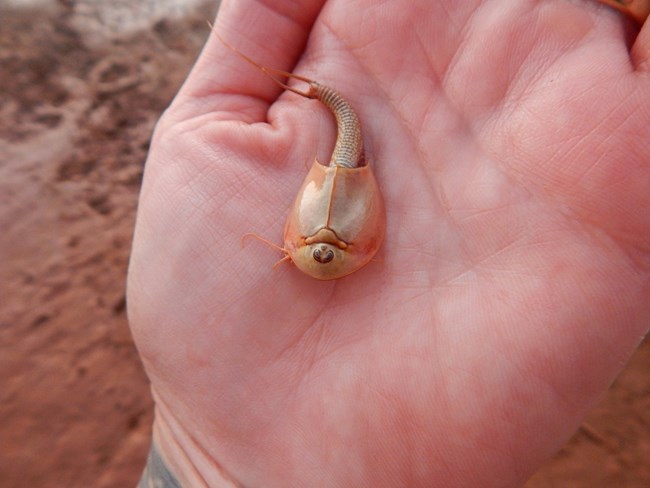 A human hand holding a two inch long freshwater crustacean called a Triops that looks like a miniature horseshoe crab.