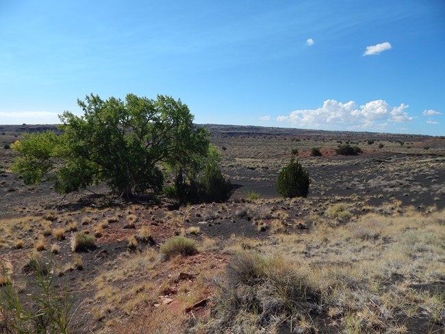 A large cottonwood tree full of green leaves surrounded by grassland and sandstone with a blue sky background.