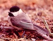 Black-capped chickadee Black-capped chickadee