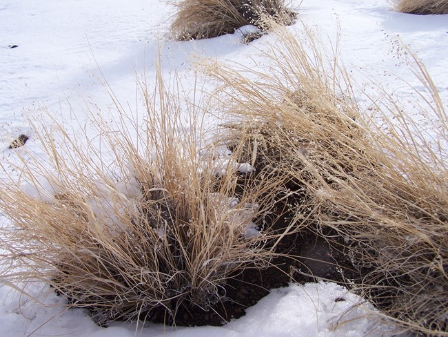 Yellow tufts of rice grass with snow on the ground.