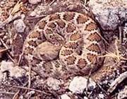 Western rattlesnake Western rattlesnake