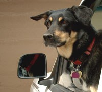 dog in car window dog in car window