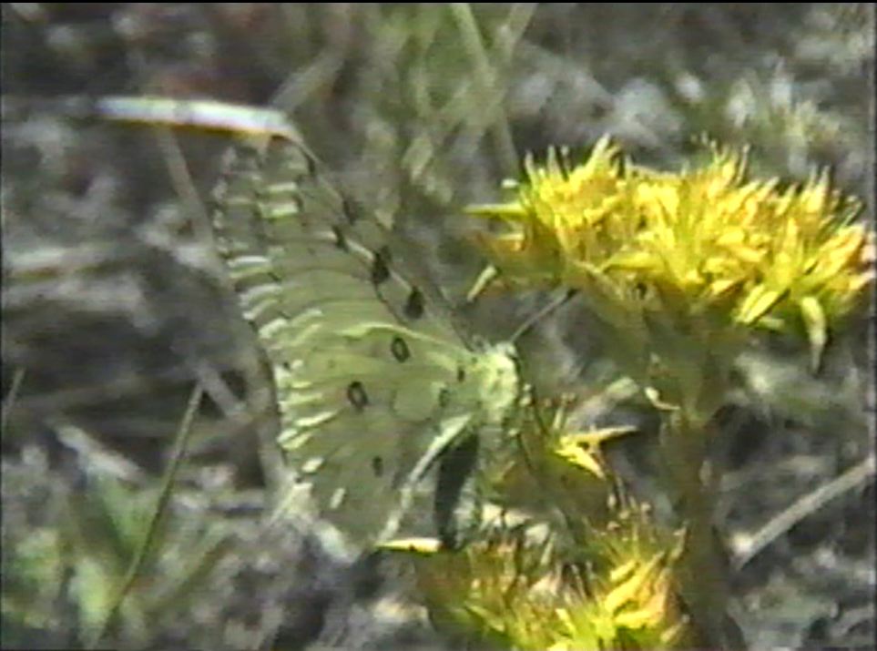 Butterflies of Yellowstone and Grand Teton