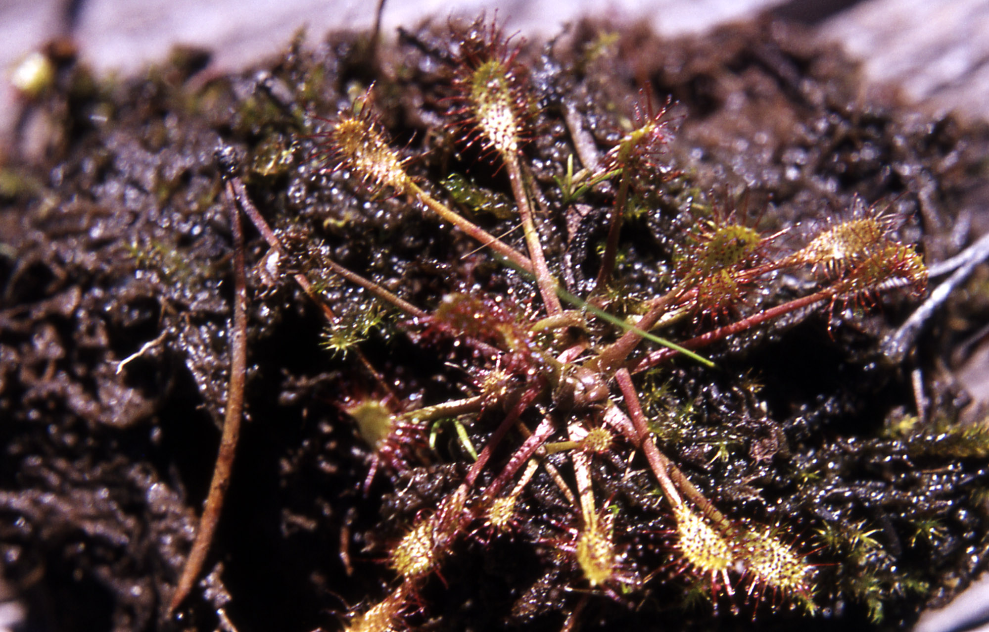 Sundew in Yellowstone National Park