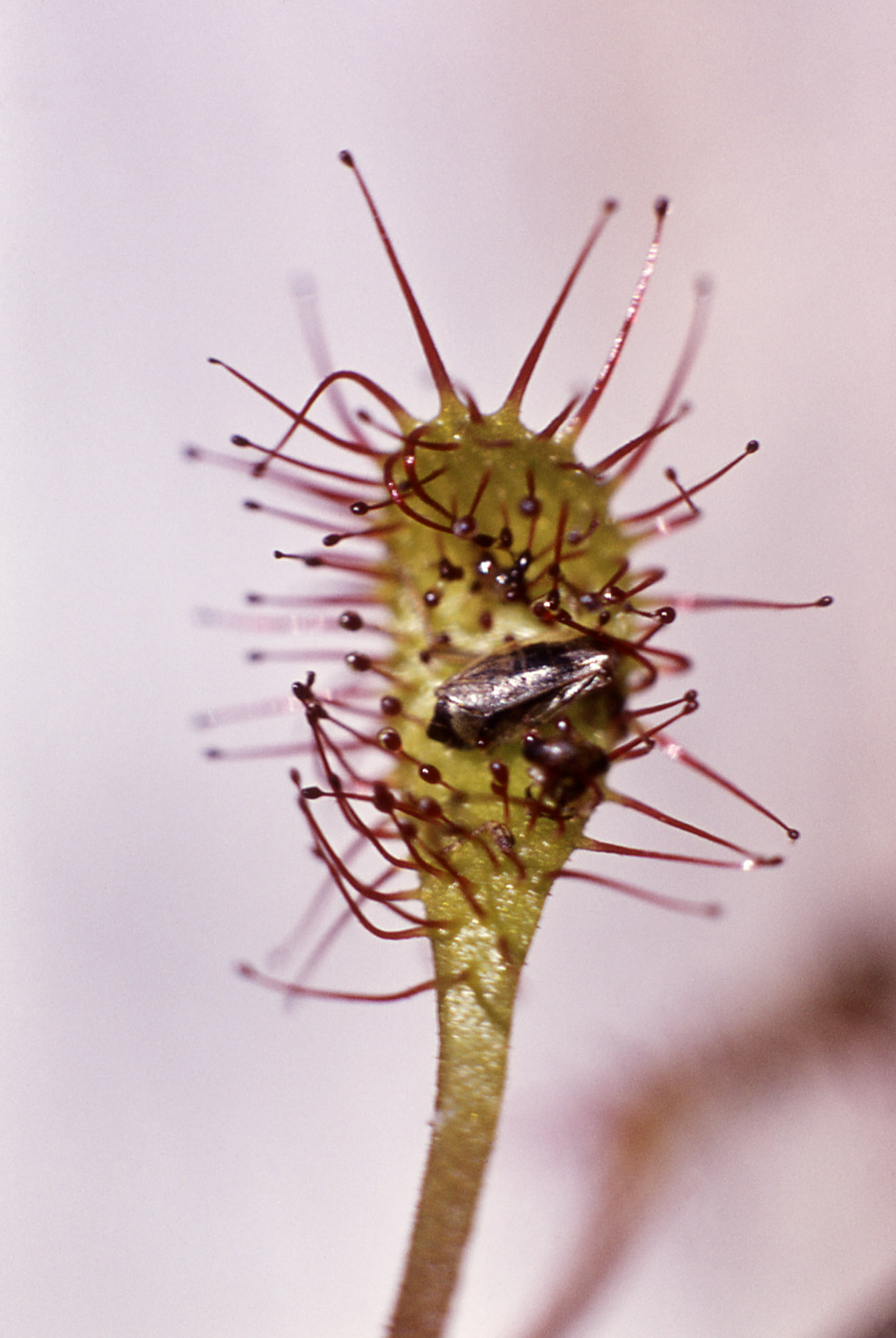 Sundew, carnivorous plant of Yellowstone