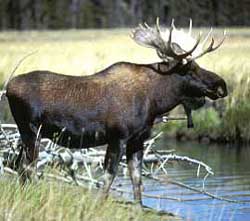 A bull moose begins to cross a stream.