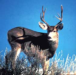 A male mule deer stands in the sagebrush.