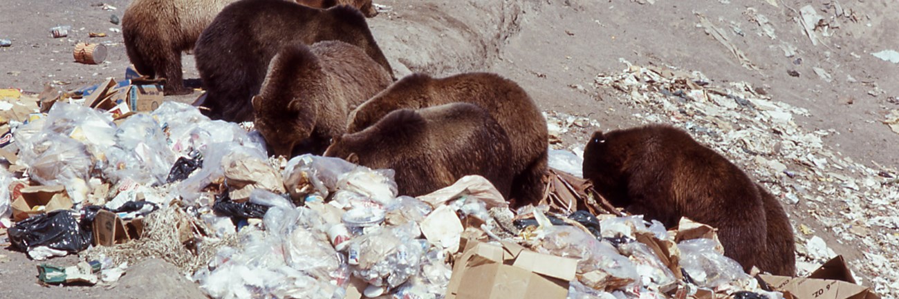 Seven grizzly bears eating trash at Trout Creek dump, 1970