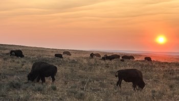 bison grazing in a field at sunset