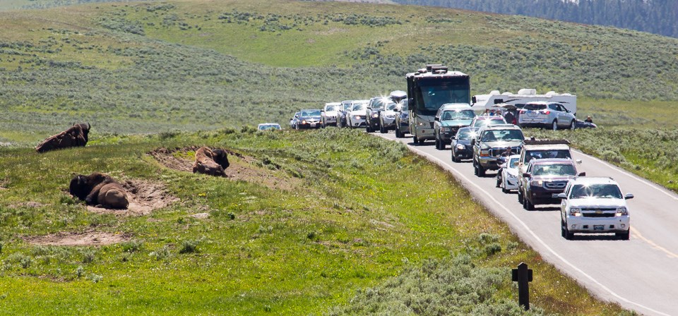 Traffic slows to a crawl as people pass some bison in Hayden Valley