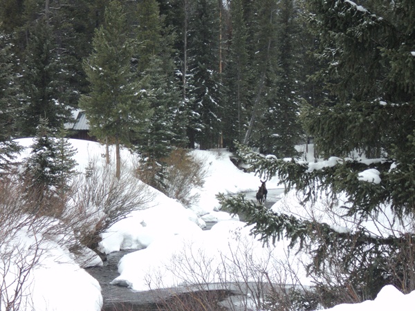 Moose running up the frozen river surrounded by a snow covered landscape, photo by Kiley Hayes, 2015.