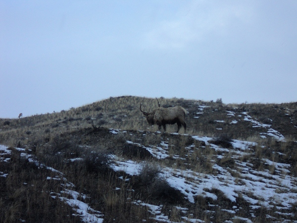 Elk in the snow, photo by Kiley Hayes, 2015.